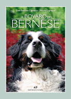 CIOGNACCO, Il Bovaro del Bernese